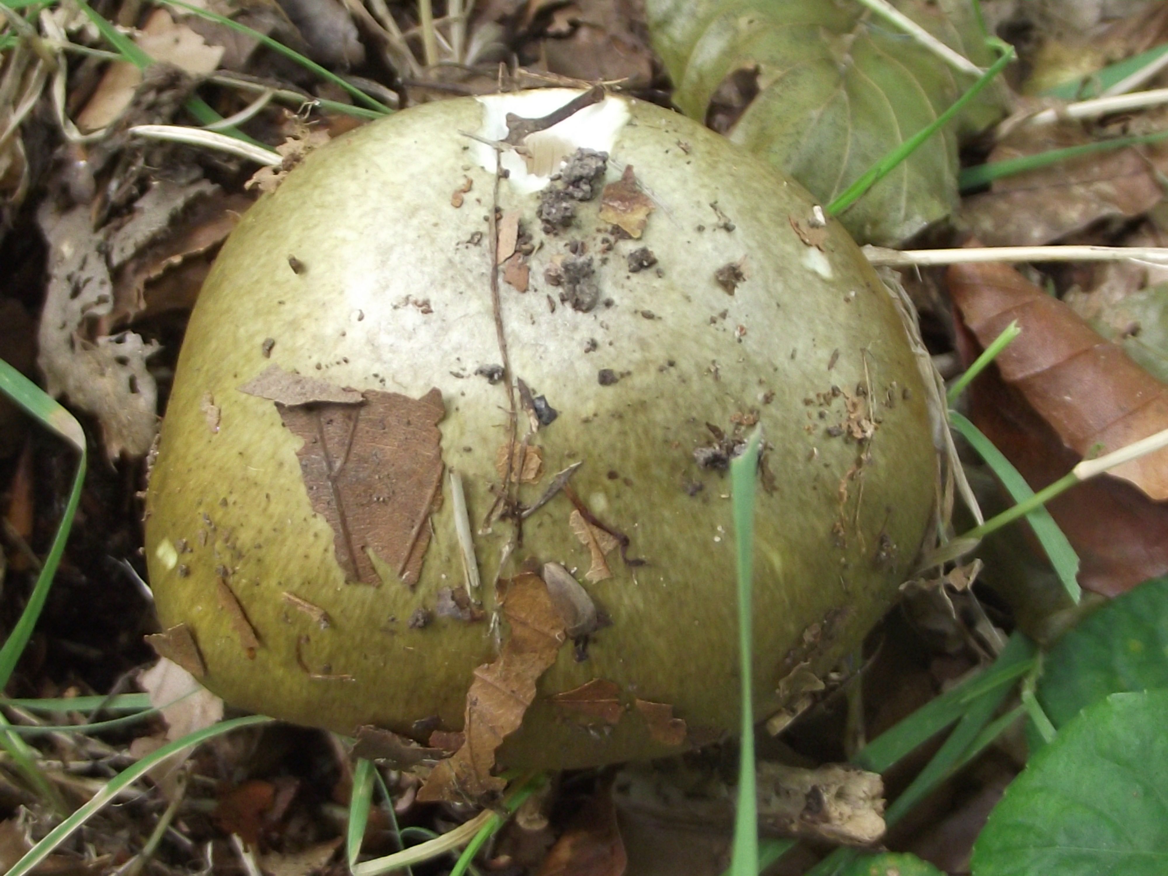 Grüner Knollenblätterpilz